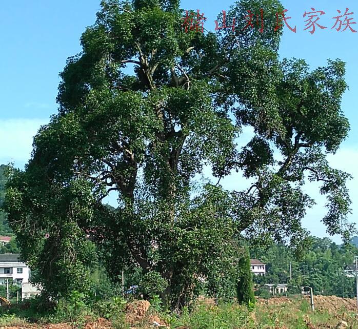太阳成tyc7111